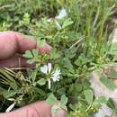 Imagem de Trigonella arabica Delile