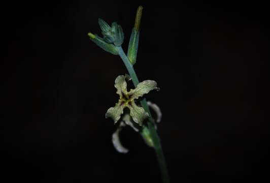 Imagem de Matthiola fruticulosa subsp. fruticulosa