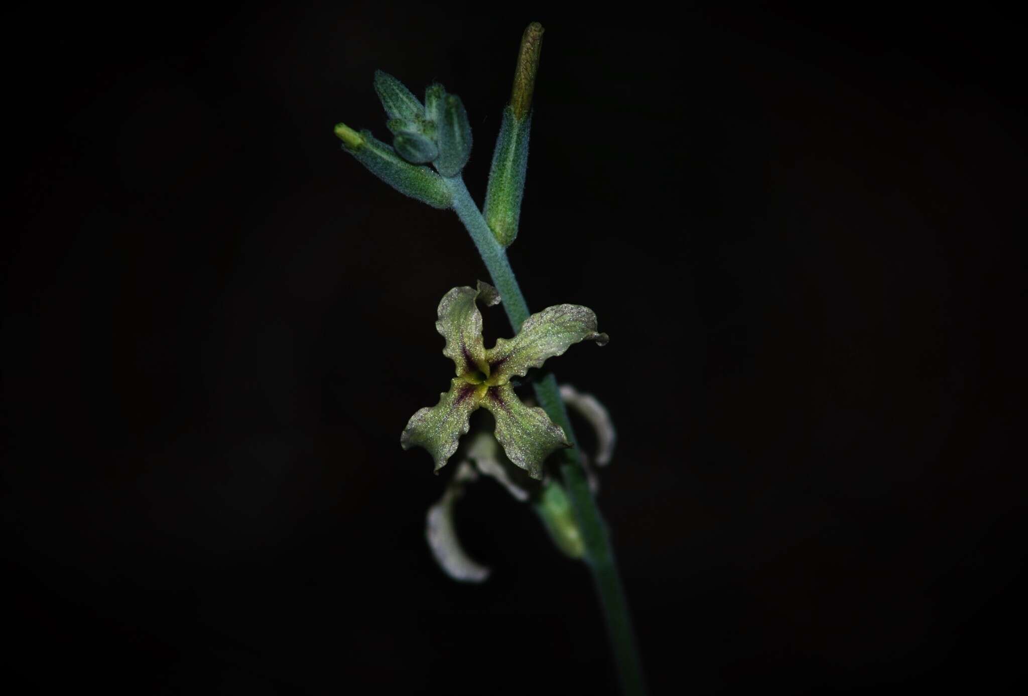 صورة Matthiola fruticulosa subsp. fruticulosa