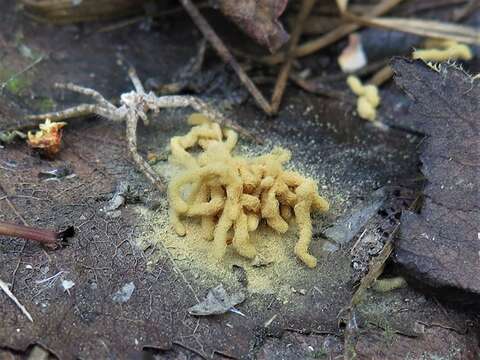 Image of Arcyria obvelata