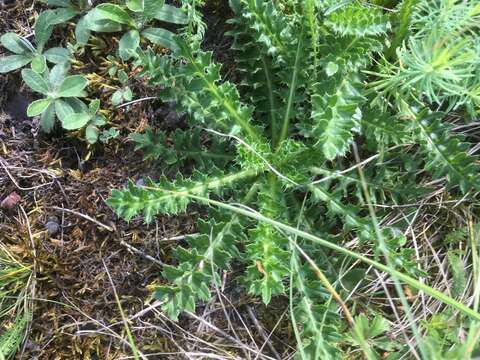 Image of dwarf thistle