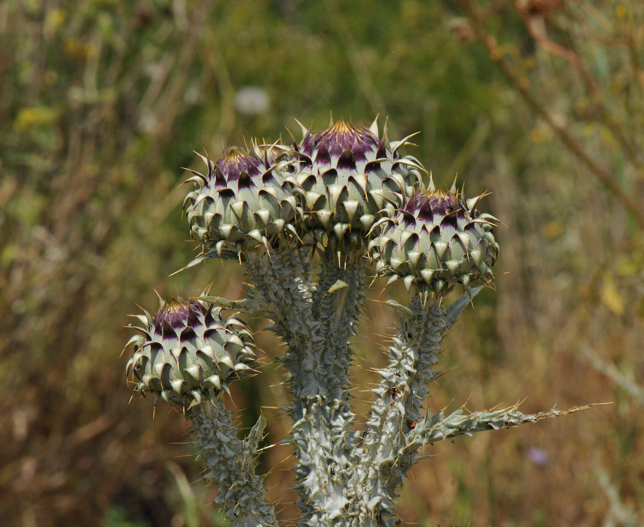 Image of Illyrian cottonthistle