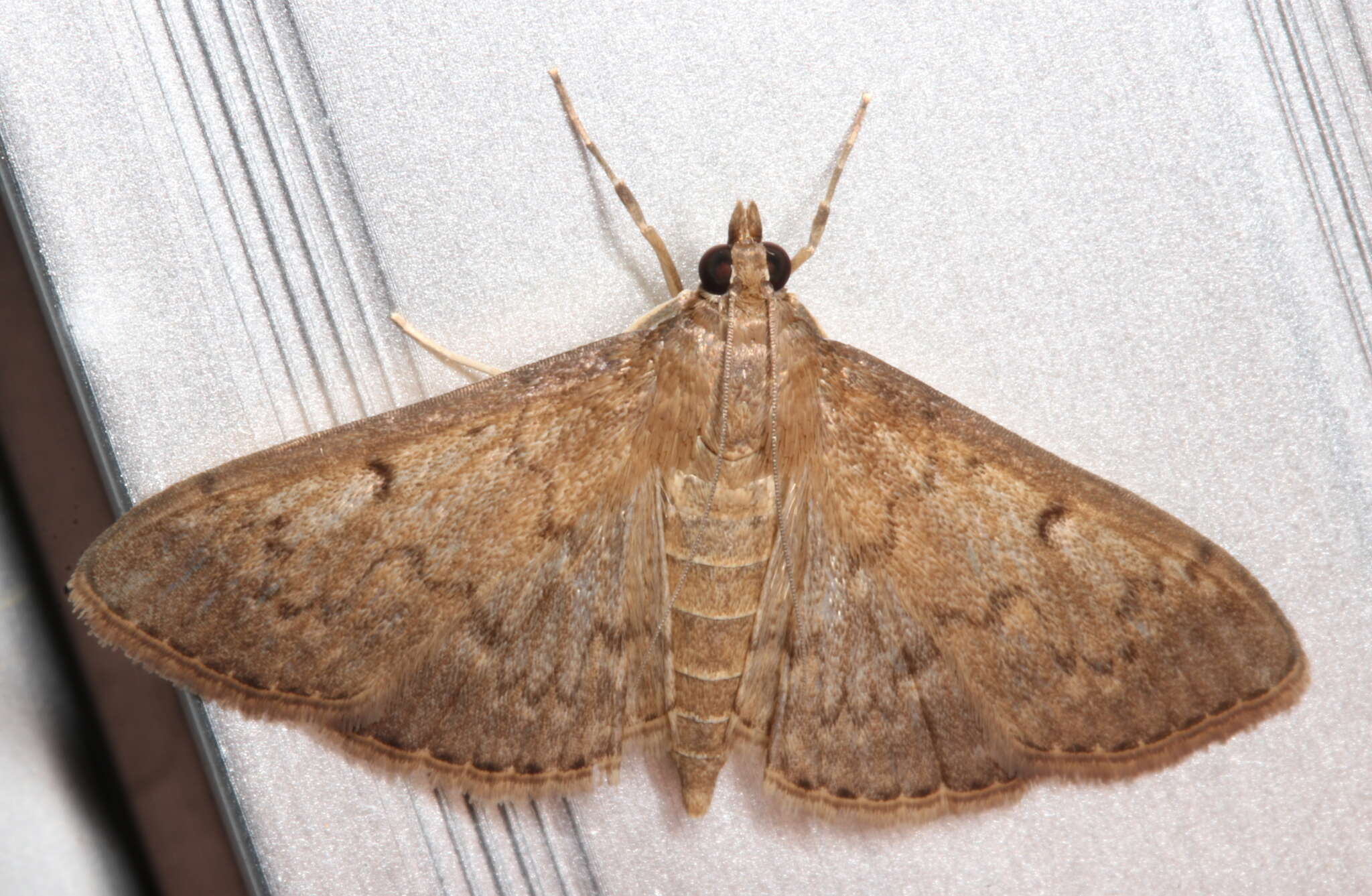 Image of Grass webworm