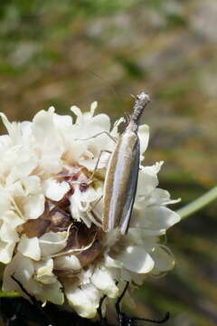 Image de Pleurota aristella Linnaeus 1768