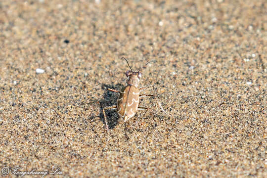 Image of Cylindera (Eugrapha) elisae (Motschulsky 1859)