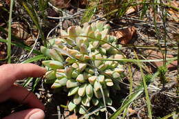 Image of Corpuscularia lehmannii (Eckl. & Zeyh.) Schwant.