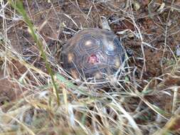 Image of Berlandier's Tortoise