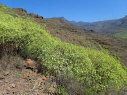 Image de Euphorbia regis-jubae J. Gay