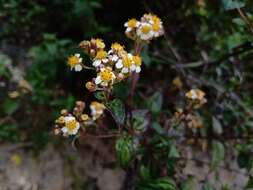 Image de Alloispermum integrifolium (DC.) H. Rob.