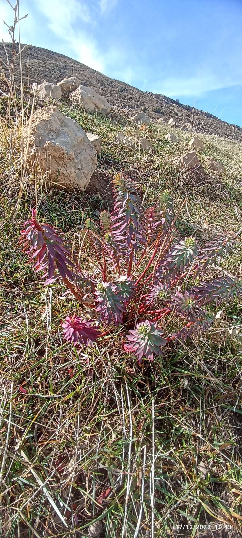 Image of Euphorbia nicaeensis var. hispanica (Degen & Hervier) Cuatrec.