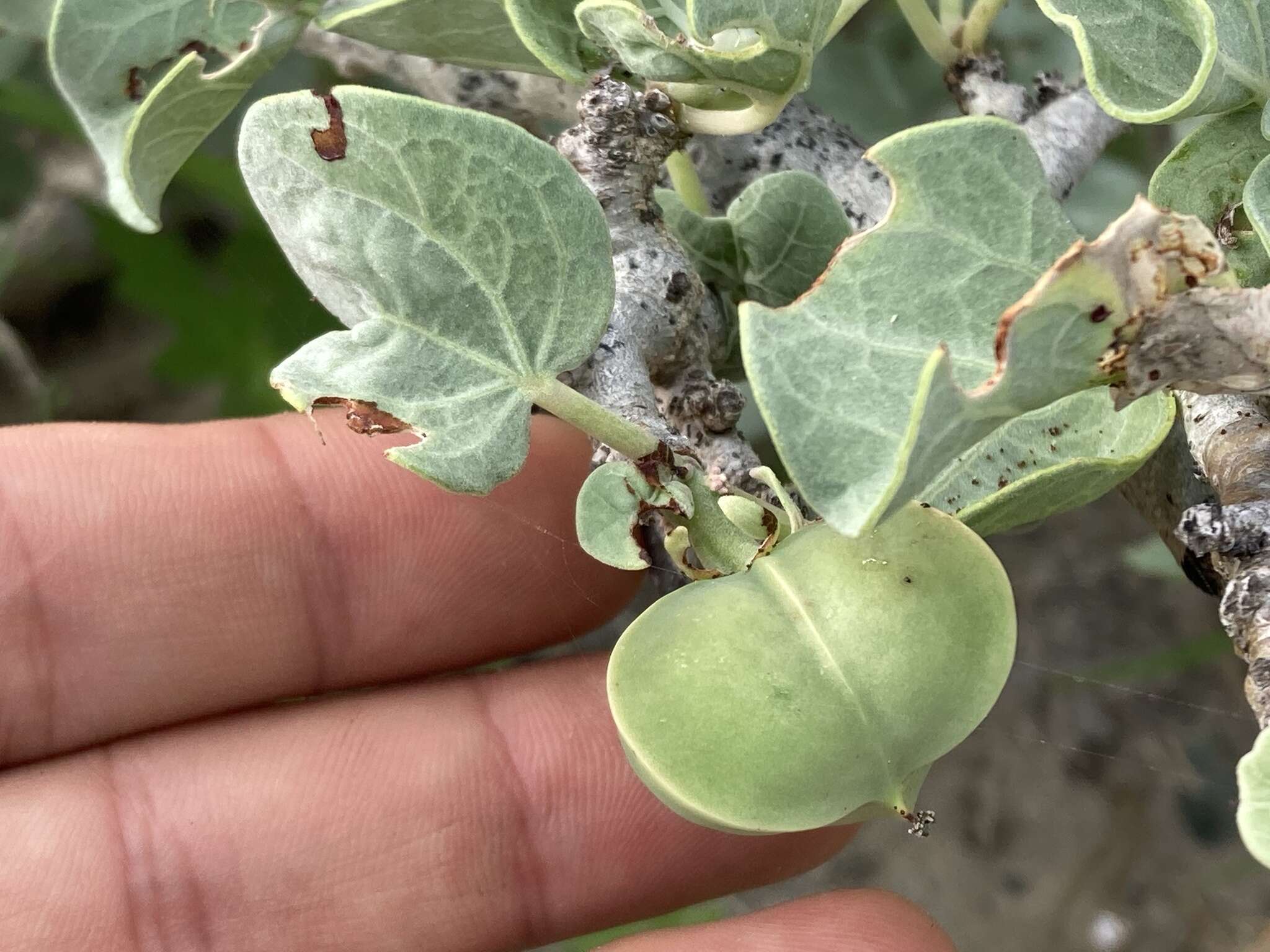 Image of Jatropha canescens (Benth.) Müll. Arg.