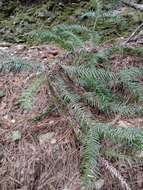 Image of Formosan China fir