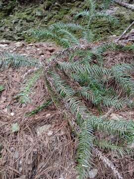 Plancia ëd Cunninghamia konishii Hayata