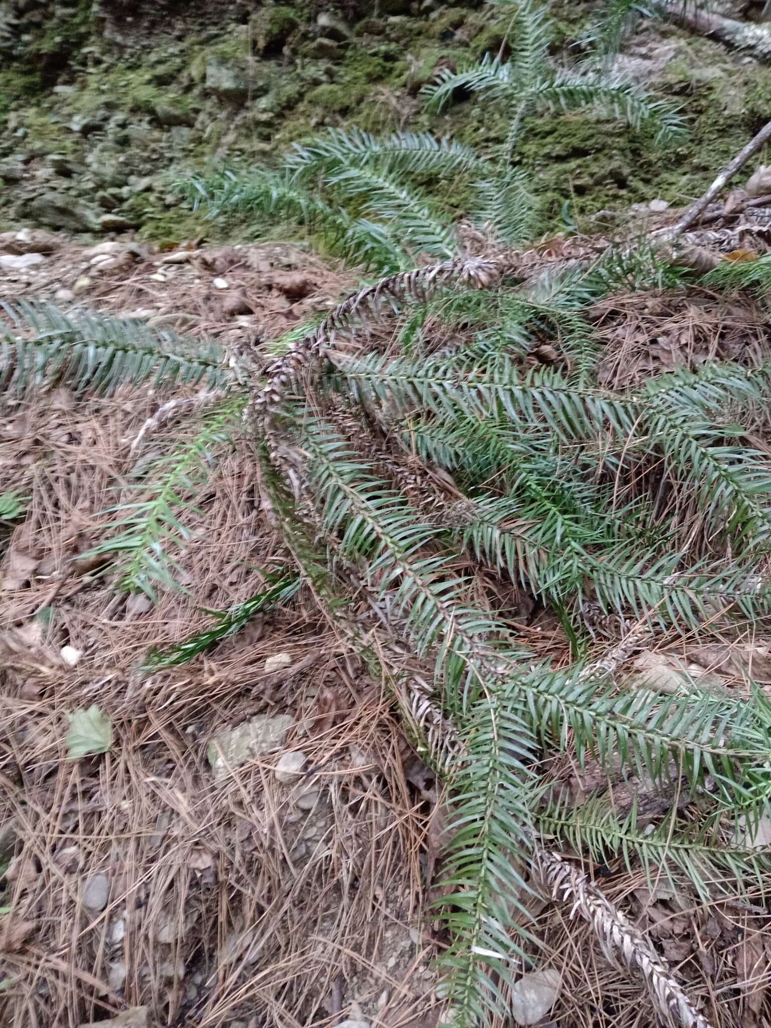 Image of Formosan China fir