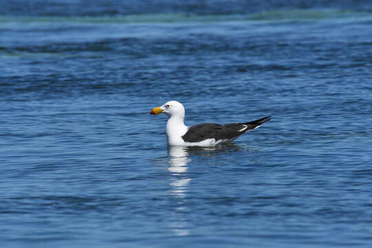 Image of Larus pacificus georgii King & PP 1826