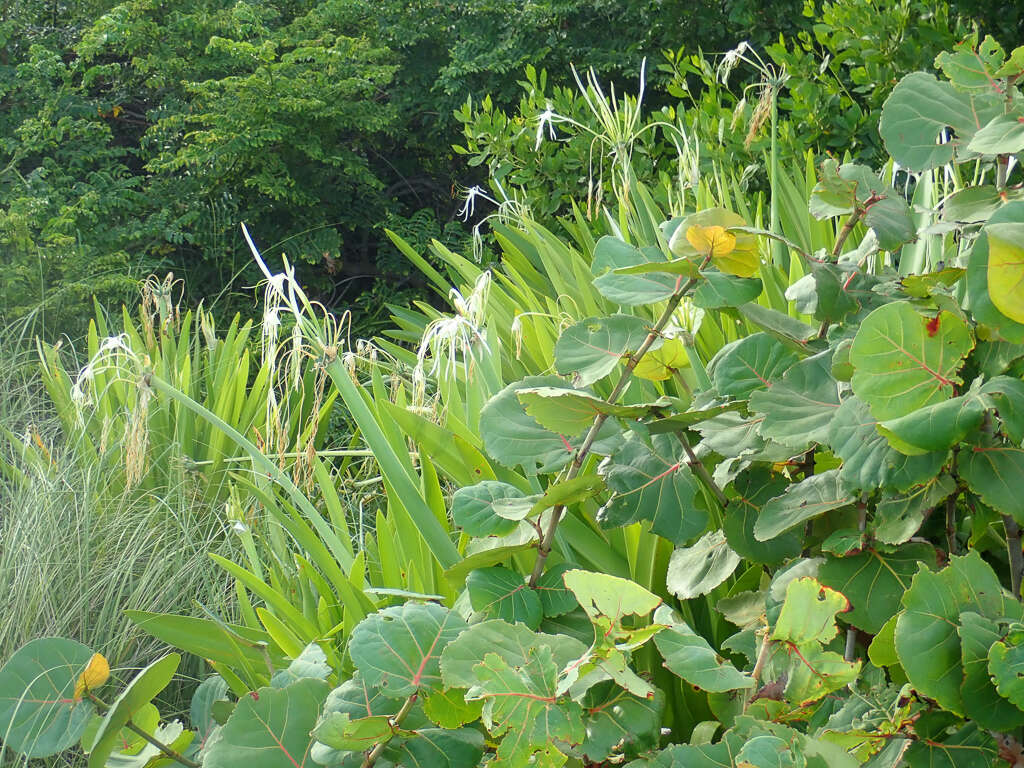 Image of perfumed spiderlily