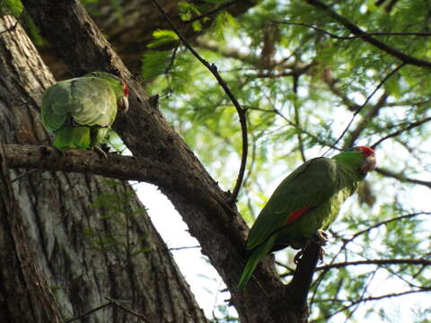 Image of Green-cheeked Amazon