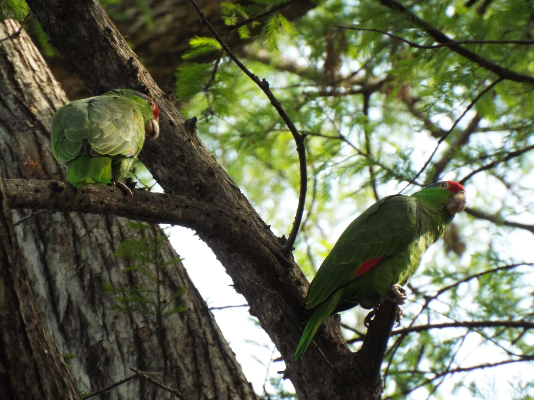 Imagem de Amazona viridigenalis (Cassin 1853)