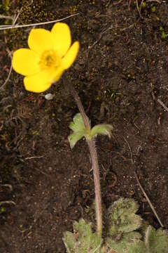 Image of Anemonastrum obtusilobum (D. Don) Mosyakin