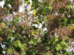 Image of Heliocarpus appendiculatus Turcz.