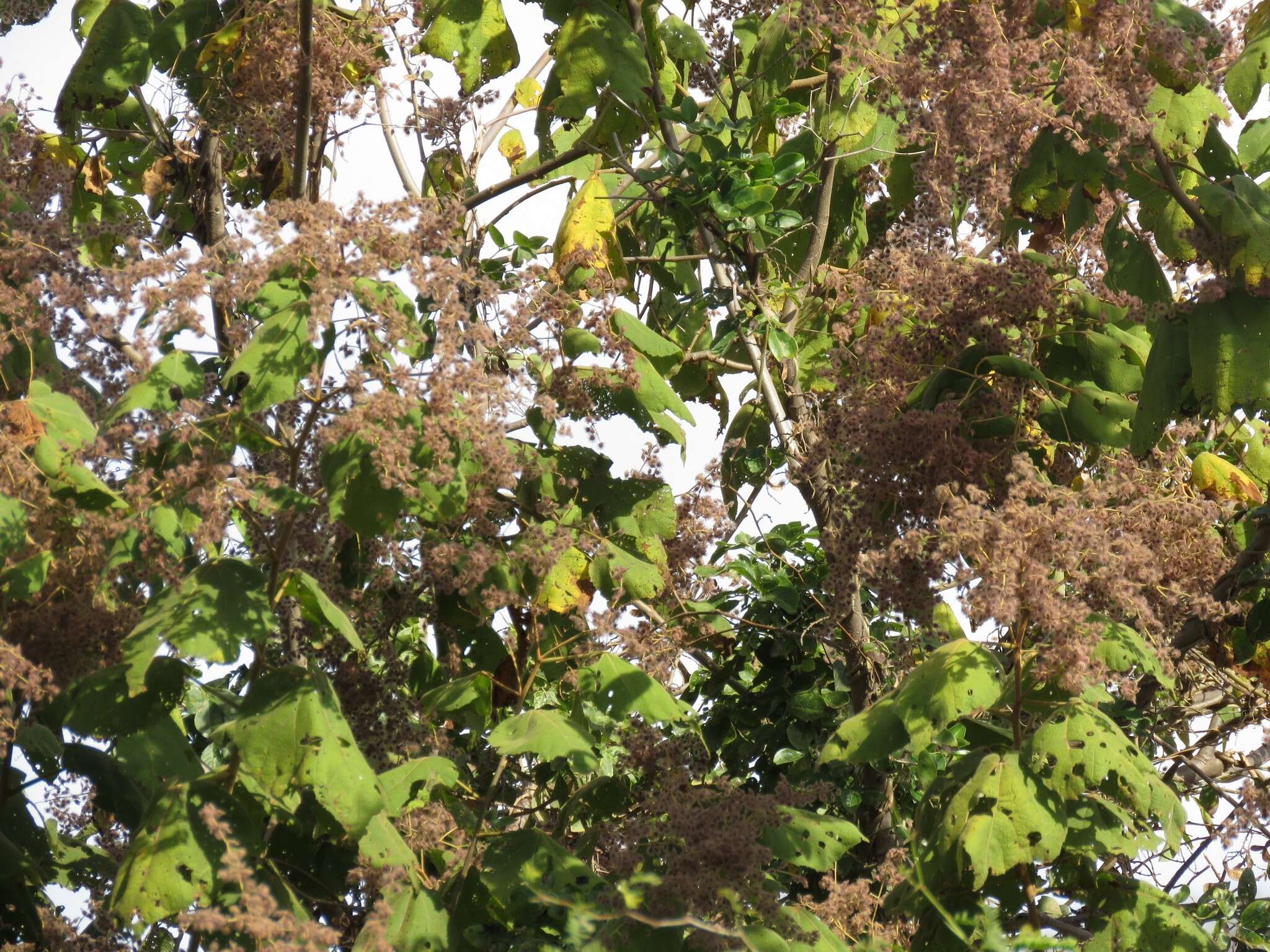 Image of Heliocarpus appendiculatus Turcz.