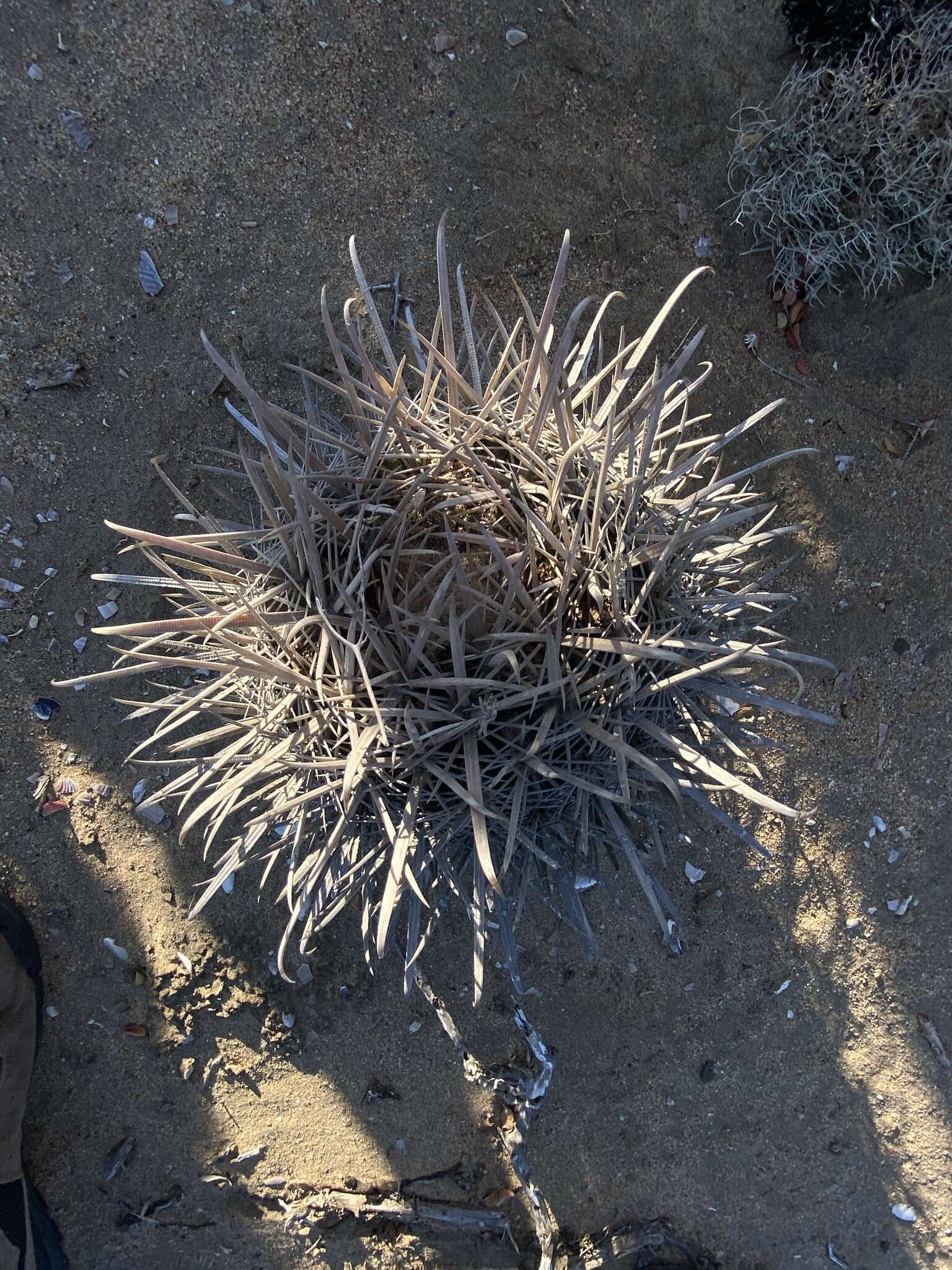 Image of Ferocactus fordii subsp. fordii