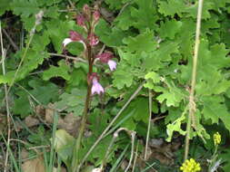 Image of Komper's Orchid