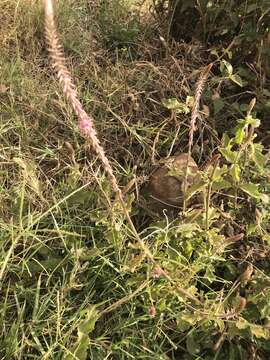 Image of Chaff-flower