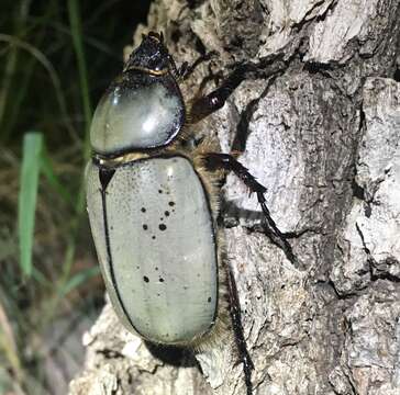 Dynastes grantii Horn 1870 resmi