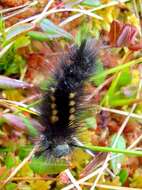 Image of Larch Tussock Moth