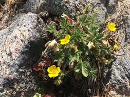 Imagem de <i>Potentilla luteosericea</i>