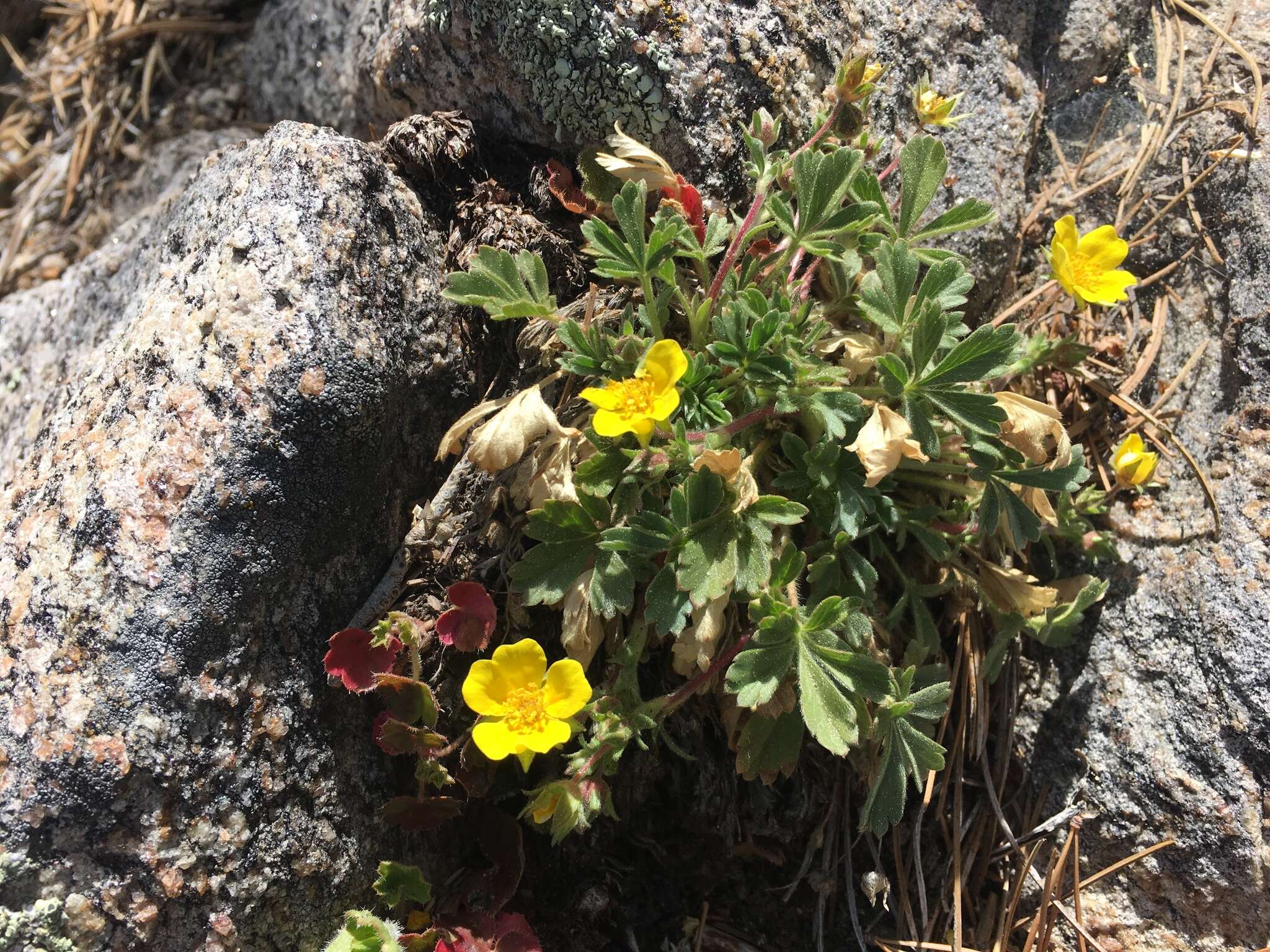 Image of <i>Potentilla luteosericea</i>