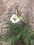 Image of crownleaf evening primrose