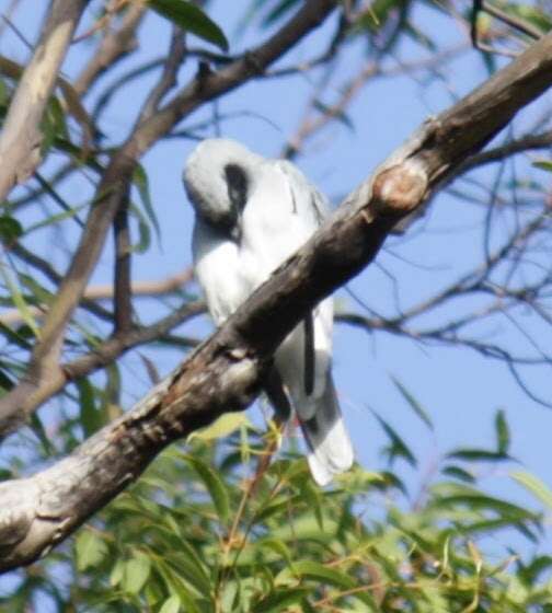 Image of Black-faced Cuckoo-shrike