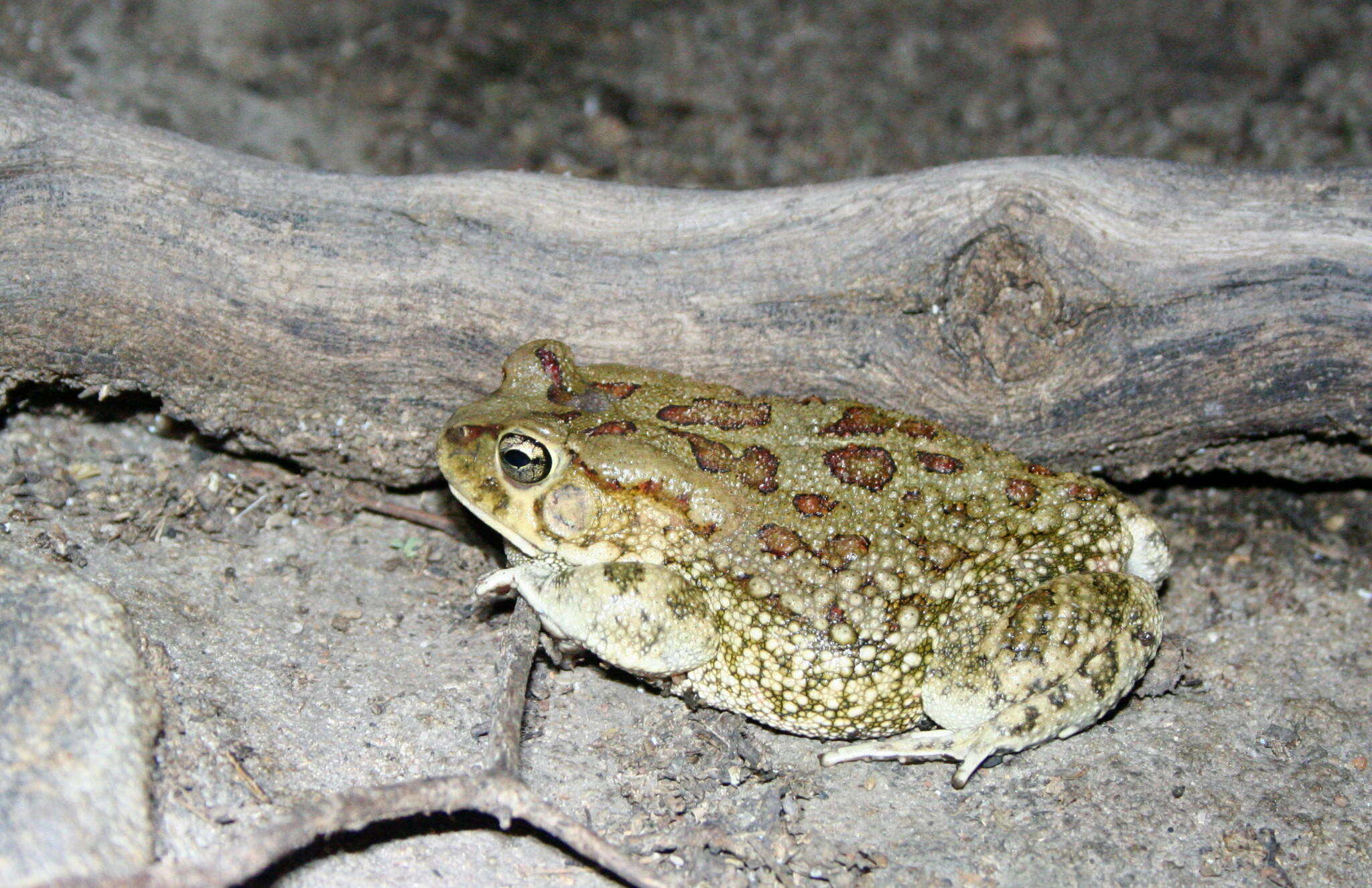 Image of Sclerophrys poweri (Hewitt 1935)