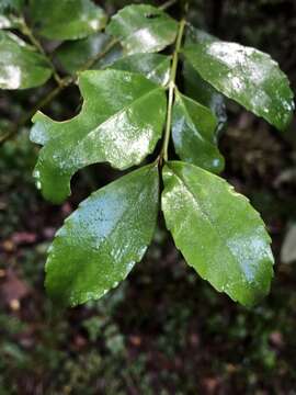 Image of Chilean Laurel