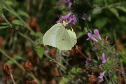 Image of Gonepteryx farinosa (Zeller 1847)