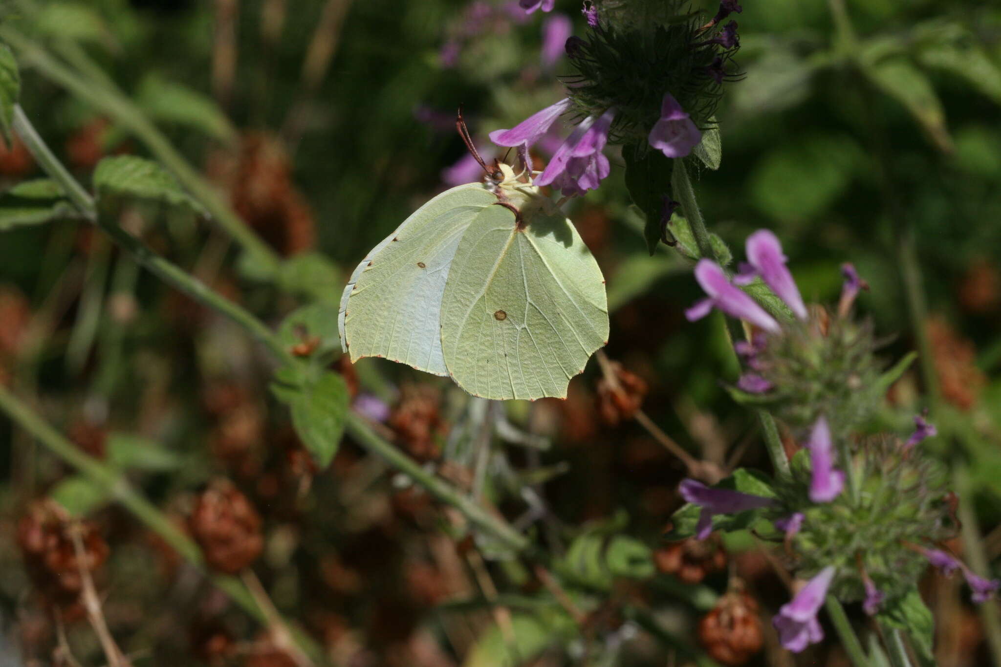 Image of Gonepteryx farinosa (Zeller 1847)