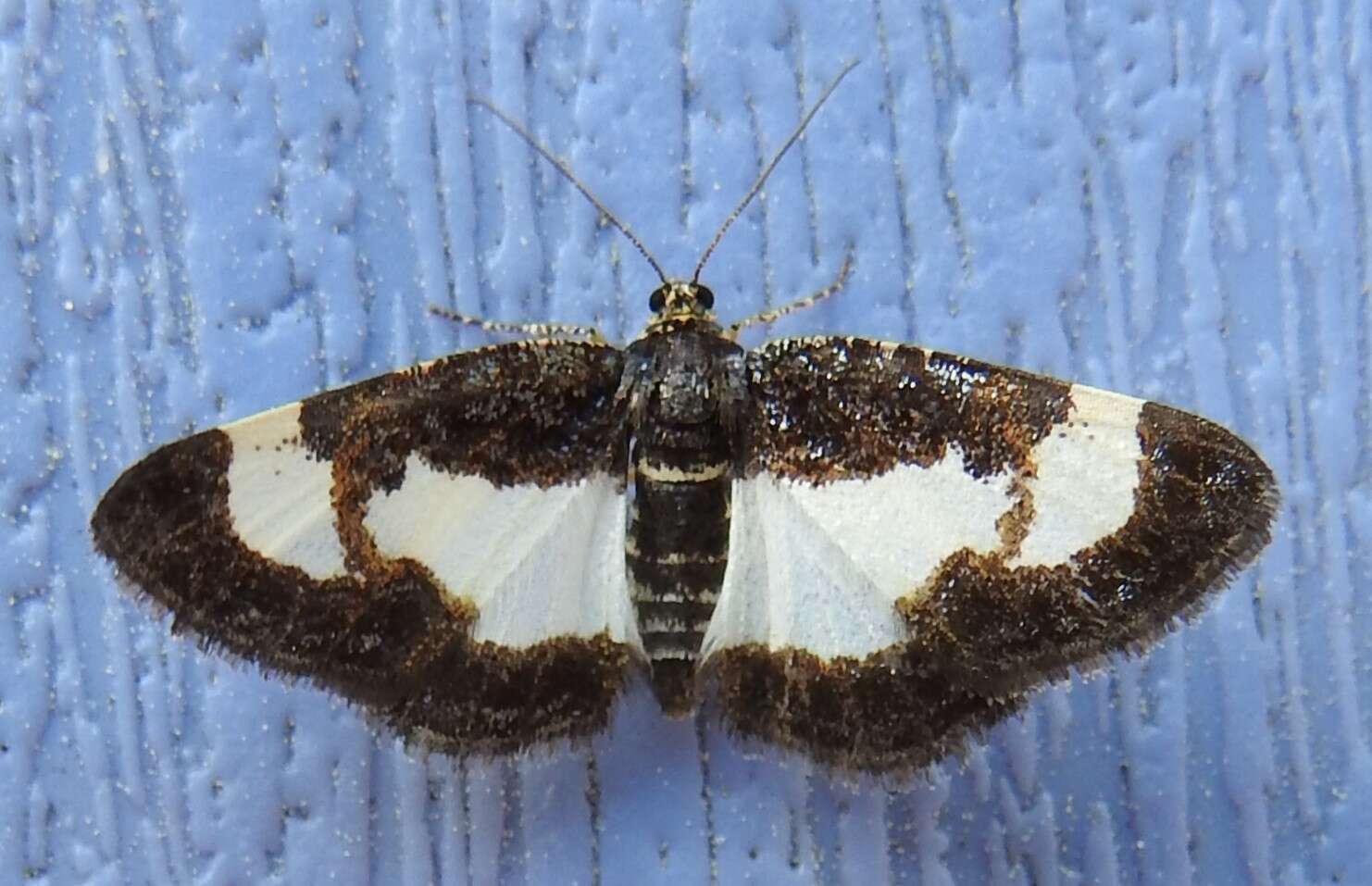 Image of Common Spring Moth