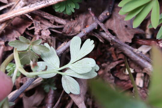 Image of Peronospora corydalis