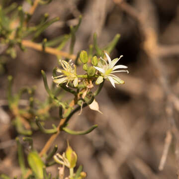 Imagem de Lepidium leptopetalum (F. Muell.) F. Muell.