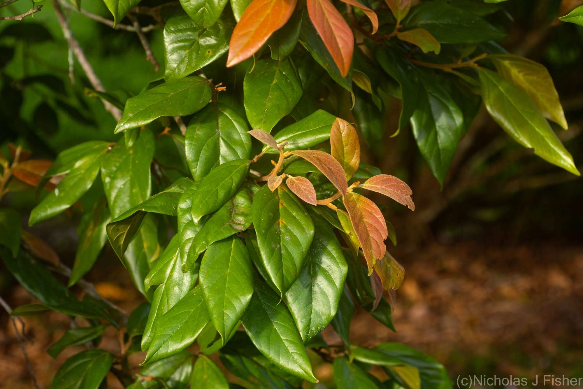 Image of Endiandra muelleri subsp. bracteata B. P. M. Hyland