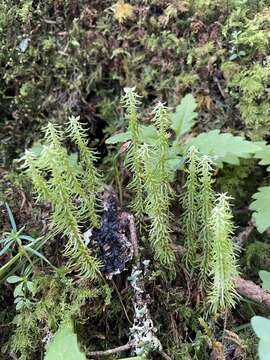 Image of Huperzia quasipolytrichoides (Hayata) Ching