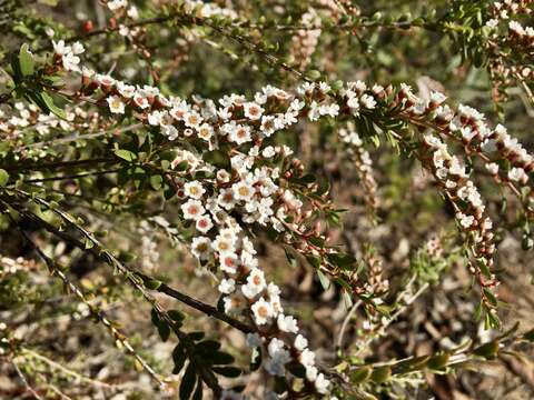 Thryptomene calycina (Lindley) Stapf resmi