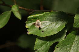 Image of Stigmella plagicolella (Stainton 1854) Fletcher et al. 1945