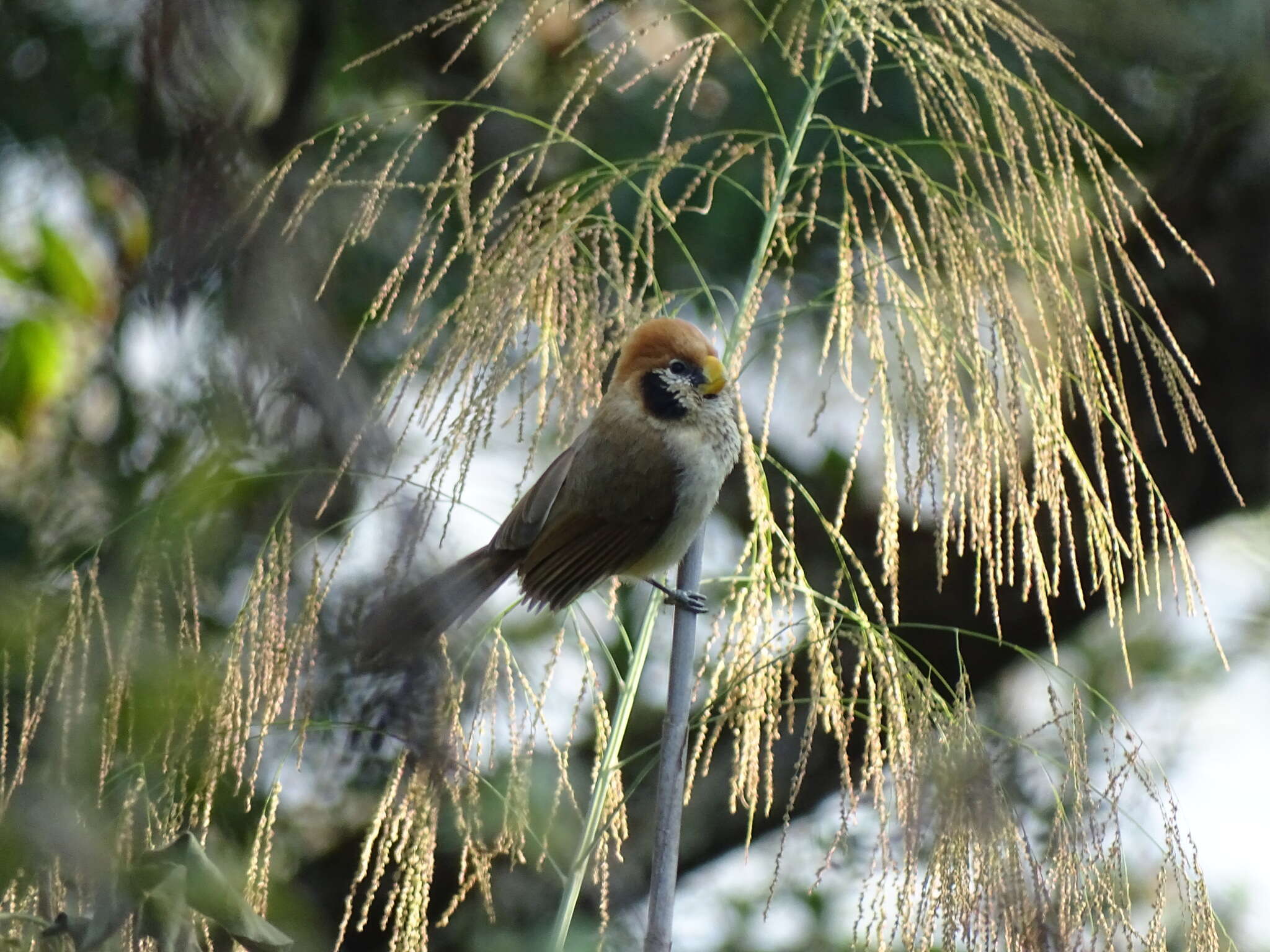 Image of Spot-breasted Parrotbill