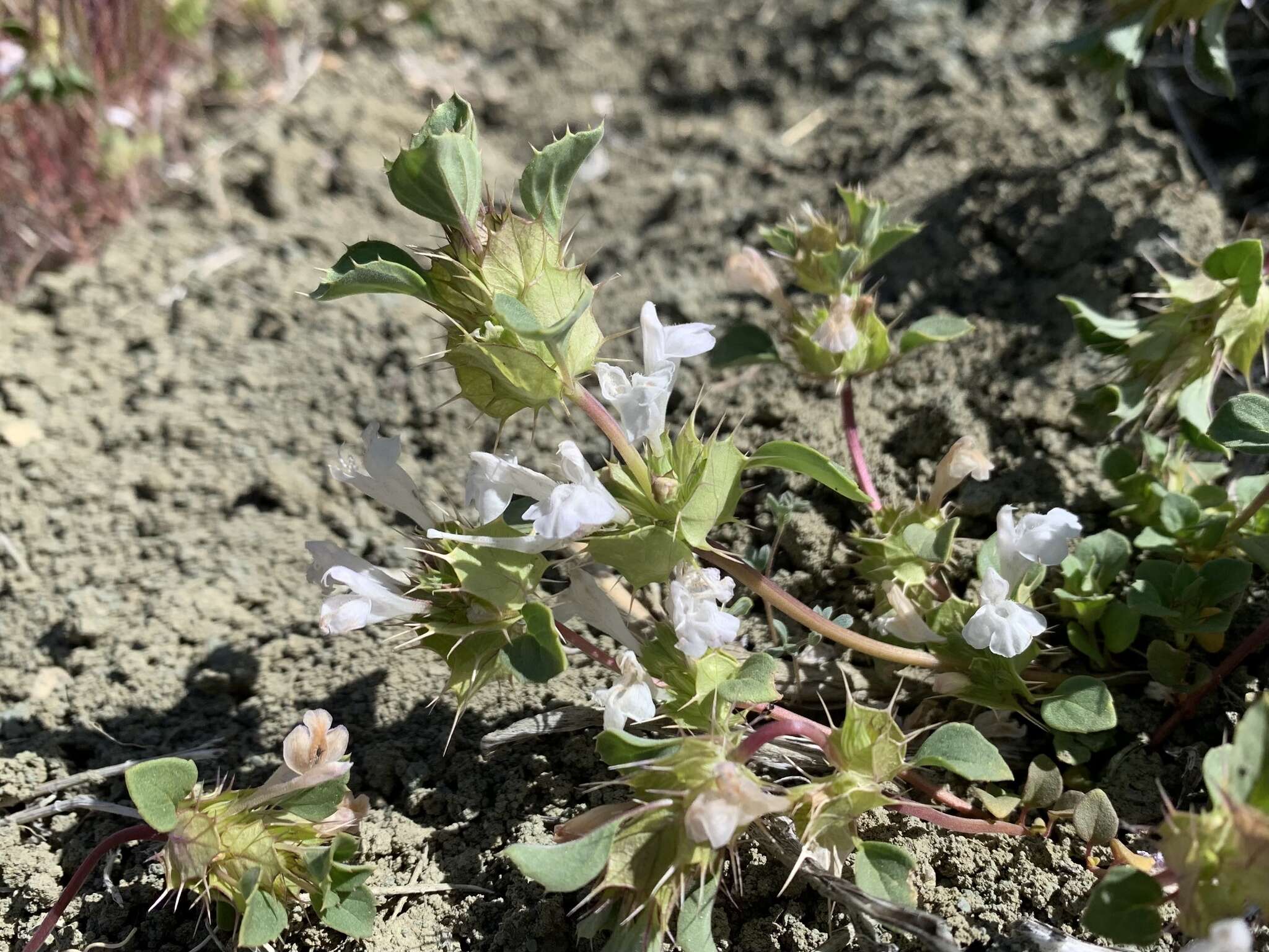 Image of San Benito thorn-mint