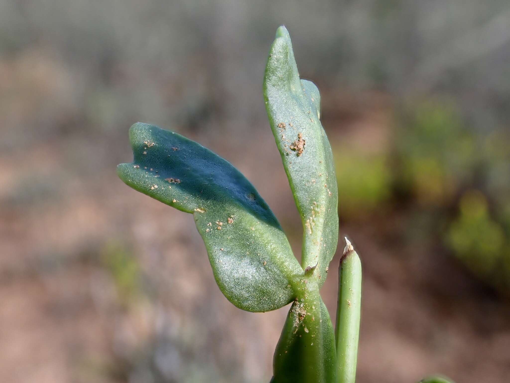 Image de Roepera crenata (F. Müll.) Beier & Thulin