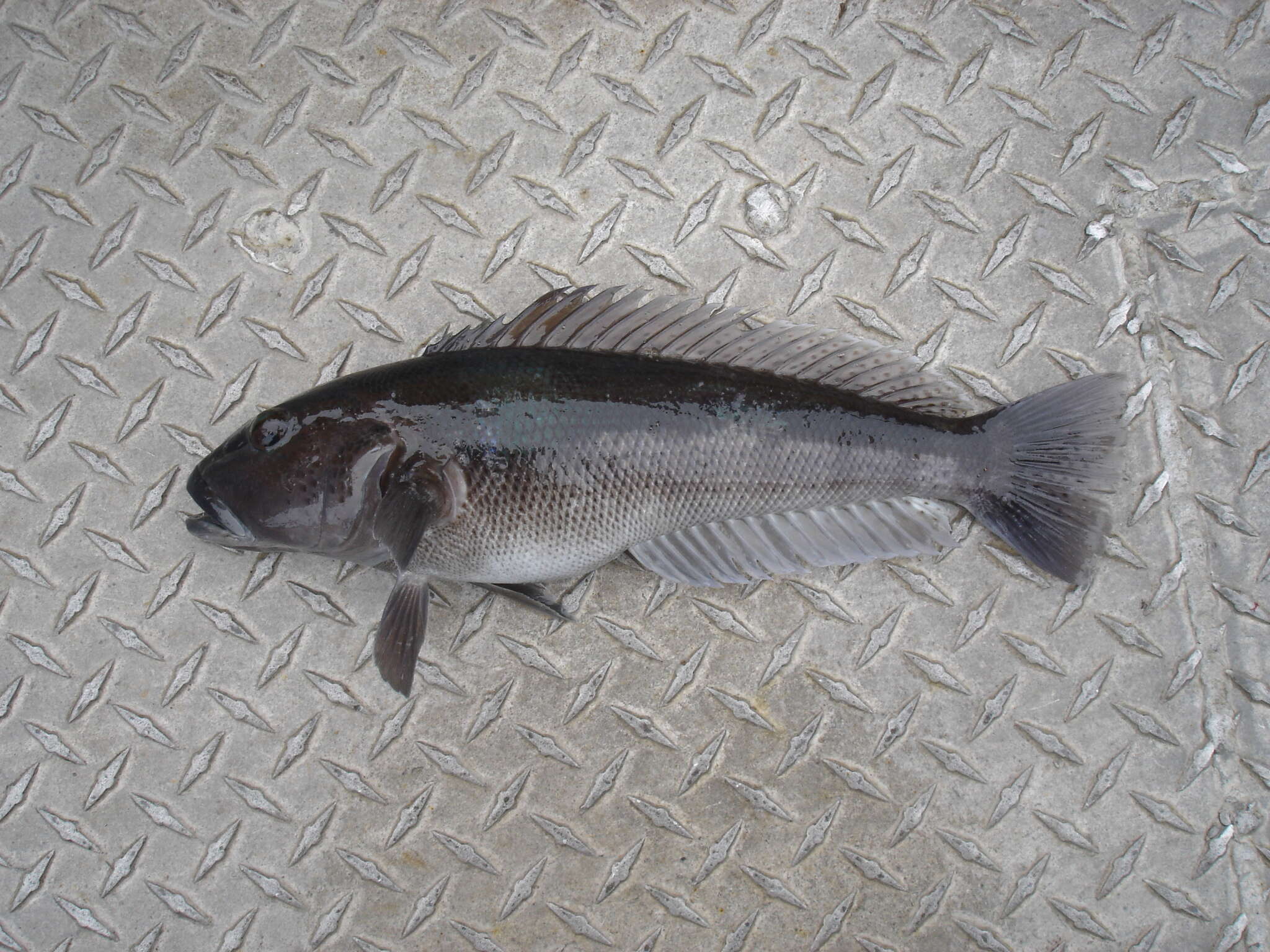 Image of Blue Cod