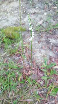 Слика од Spiranthes tuberosa Raf.